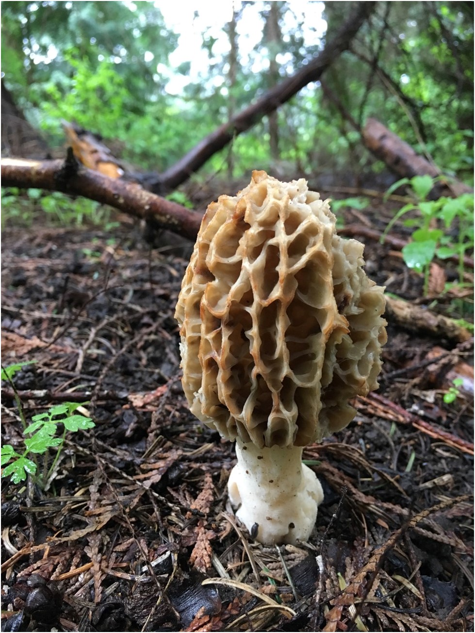 Vancouver Island Mushroom Foraging Top 5 - Lakeview Rental Homes